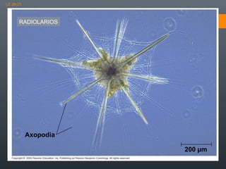 LE 28-23

RADIOLARIOS

Axopodia
200 µm

 