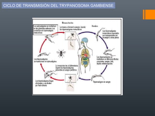 CICLO DE TRANSMISIÓN DEL TRYPANOSOMA GAMBIENSE

 