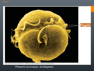 LE 28-10

3 µm

Flagella

Pfiesteria shumwayae, dinoflagelado

 