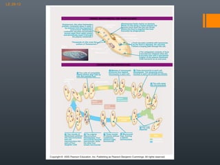 LE 28-12

FEEDING, WASTE REMOVAL, AND WATER BALANCE
Paramecium, like other freshwater
protists, constantly takes in water
by osmosis from the hypotonic
environment. Bladderlike
contractile vacuoles accumulate
excess water from radial canals
and periodically expel it through
the plasma membrane.

Contractile
vacuole

Paramecium feeds mainly on bacteria.
Rows of cilia along a funnel-shaped oral
groove move food into the cell mouth,
where the food is engulfed into food
vacuoles by phagocytosis.
Oral groove
Cell mouth

Thousands of cilia cover the
surface of Paramecium.

Food vacuoles combine with lysosomes.
As the food is digested, the vacuoles
follow a looping path through the cell.

50 µm

Micronucleus
The undigested contents of food
vacuoles are released when the
vacuoles fuse with a specialized
region of the plasma membrane
that functions as an anal pore.

Macronucleus

CONJUGATION AND REPRODUCTION
Meiosis of micronuclei
produces four haploid
micronuclei in each cell.

Two cells of compatible
mating strains align side by
side and partially fuse.
Compatible
mates

Three micronuclei in each cell
disintegrate. The remaining micronucleus in each cell divides by mitosis.

Macronucleus

The cells swap
one micronucleus.

MEIOSIS

Haploid
micronucleus

Diploid
micronucleus
Diploid
micronucleus

MICRONUCLEAR
FUSION

The cells
separate.
Two rounds of
cytokinesis partition
one maccronucleus
and one
macronucleus into
each of four
daughter cells.

The original
macronucleus
disintegrates. Four
micronuclei become
macronuclei, while
the other four
remain micronuclei.

Micronuclei
Three rounds
of mitosis without fuse, forming
a diploid
cytokinesis
micronucleus.
produce eight
micronuclei.

Key
Conjugation
Reproduction

 