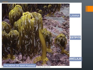 LE 28-18

LÁMINA

ESTÍPITE

ANCLAJE
PALMERA DE MAR Postelsia

 