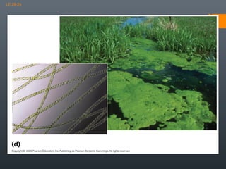 LE 28-2d

500 µm

Spirogyra, a filamentous freshwater green alga (insert LM)

 