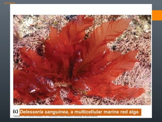 LE 28-2c

4 cm

Delesseria sanguinea, a multicellular marine red alga

 