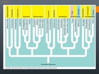 Euglenozoa

Parabasala

Alveolata

Ancestral eukaryote

Plants

Charophyceans

Chlorophytes

Animalia

Plantae

Chlorophyta

Rhodophyta

(Opisthokonta)
Red algae

Metazoans

Choanoflagellates

Fungi

Radiolaria
Amoebozoa
Fungi

Cellular slime molds

Plasmodial slime molds

Entamoebas

Gymnamoebas

Radiolarians

Foraminiferans

Chlorarachniophytes

Brown algae

Golden algae

Diatoms

Cercozoa

Oomycetes

Ciliates

Apicomplexans

Stramenopila

Dinoflagellates

Euglenids

Kinetoplastids

Parabasalids

Diplomonads Diplomonadida

LE 28-4

(Viridiplantae)

 