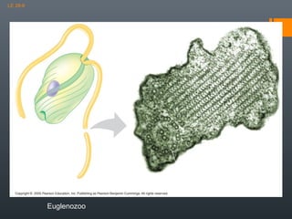 LE 28-6

Flagella
0.2 µm

Crystalline rod

Ring of microtubules
Euglenozoo

 