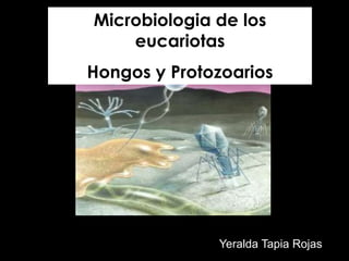 Microbiologia de los
eucariotas
Hongos y Protozoarios
Yeralda Tapia Rojas
 