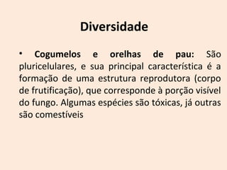 Diversidade 
• Cogumelos e orelhas de pau: São 
pluricelulares, e sua principal característica é a 
formação de uma estrutura reprodutora (corpo 
de frutificação), que corresponde à porção visível 
do fungo. Algumas espécies são tóxicas, já outras 
são comestíveis 
 