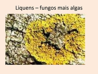 Liquens – fungos mais algas 
 
