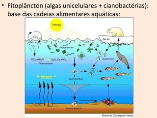 • Fitoplâncton (algas unicelulares + cianobactérias): 
base das cadeias alimentares aquáticas: 
 