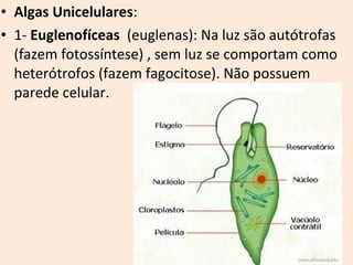 • Algas Unicelulares: 
• 1- Euglenofíceas (euglenas): Na luz são autótrofas 
(fazem fotossíntese) , sem luz se comportam como 
heterótrofos (fazem fagocitose). Não possuem 
parede celular. 
 