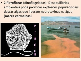 • 2 Pirrofíceas (dinoflageladas). Desequilíbrios 
ambientais pode provocar explosões populacionais 
dessas algas que liberam neurotoxinas na água 
(marés vermelhas) 
 