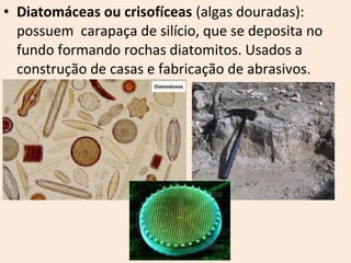 • Diatomáceas ou crisofíceas (algas douradas): 
possuem carapaça de silício, que se deposita no 
fundo formando rochas diatomitos. Usados a 
construção de casas e fabricação de abrasivos. 
 