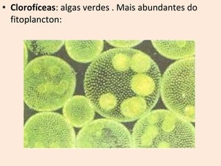 • Clorofíceas: algas verdes . Mais abundantes do 
fitoplancton: 
 