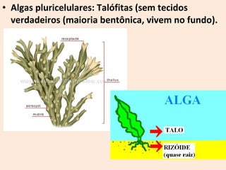 • Algas pluricelulares: Talófitas (sem tecidos 
verdadeiros (maioria bentônica, vivem no fundo). 
 