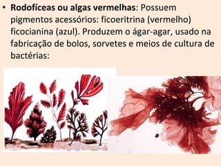 • Rodofíceas ou algas vermelhas: Possuem 
pigmentos acessórios: ficoeritrina (vermelho) 
ficocianina (azul). Produzem o ágar-agar, usado na 
fabricação de bolos, sorvetes e meios de cultura de 
bactérias: 
 