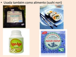 • Usada também como alimento (sushi nori) 
 