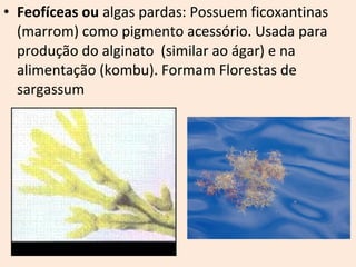 • Feofíceas ou algas pardas: Possuem ficoxantinas 
(marrom) como pigmento acessório. Usada para 
produção do alginato (similar ao ágar) e na 
alimentação (kombu). Formam Florestas de 
sargassum 
 