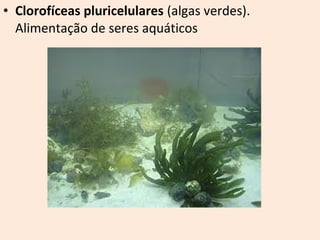 • Clorofíceas pluricelulares (algas verdes). 
Alimentação de seres aquáticos 
 