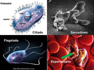 Ciliado Sarcodíneo 
Flagelado 
Esporozoário 
 