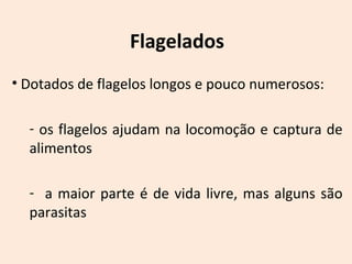 Flagelados 
• Dotados de flagelos longos e pouco numerosos: 
- os flagelos ajudam na locomoção e captura de 
alimentos 
- a maior parte é de vida livre, mas alguns são 
parasitas 
 