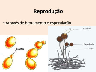 Reprodução 
• Através de brotamento e esporulação 
 