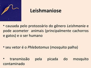 Leishmaniose 
• causada pelo protozoário do gênero Leishmania e 
pode acometer animais (principalmente cachorros 
e gatos) e o ser humano 
• seu vetor é o Phlebotomus (mosquito palha) 
• transmissão pela picada do mosquito 
contaminado 
 