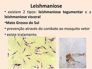 Leishmaniose 
• existem 2 tipos: leishmaniose tegumentar e a 
leishmaniose visceral 
•Mato Grosso do Sul 
• prevenção através do combate ao mosquito vetor 
• existe tratamento 
 