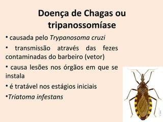 Doença de Chagas ou 
tripanossomíase 
• causada pelo Trypanosoma cruzi 
• transmissão através das fezes 
contaminadas do barbeiro (vetor) 
• causa lesões nos órgãos em que se 
instala 
• é tratável nos estágios iniciais 
•Triatoma infestans 
 