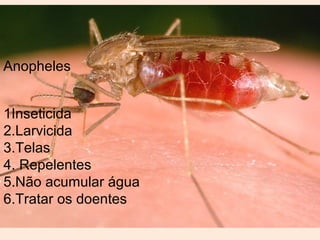 Anopheles 
1Inseticida 
2.Larvicida 
3.Telas 
4. Repelentes 
5.Não acumular água 
6.Tratar os doentes 
 
