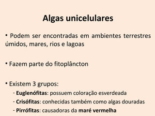 Algas unicelulares 
• Podem ser encontradas em ambientes terrestres 
úmidos, mares, rios e lagoas 
• Fazem parte do fitoplâncton 
• Existem 3 grupos: 
- Euglenófitas: possuem coloração esverdeada 
- Crisófitas: conhecidas também como algas douradas 
- Pirrófitas: causadoras da maré vermelha 
 