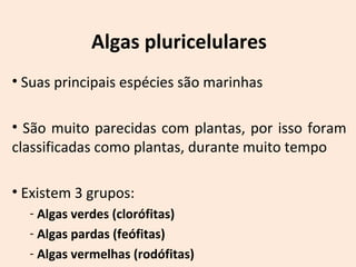 Algas pluricelulares 
• Suas principais espécies são marinhas 
• São muito parecidas com plantas, por isso foram 
classificadas como plantas, durante muito tempo 
• Existem 3 grupos: 
- Algas verdes (clorófitas) 
- Algas pardas (feófitas) 
- Algas vermelhas (rodófitas) 
