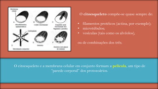 O citoesqueleto compõe-se quase sempre de:
• filamentos protéicos (actina, por exemplo);
• microtúbulos;
• vesículas (tais como os alvéolos),
ou de combinações dos três.

O citoesqueleto e a membrana celular em conjunto formam a película, um tipo de
“parede corporal” dos protozoários.

 