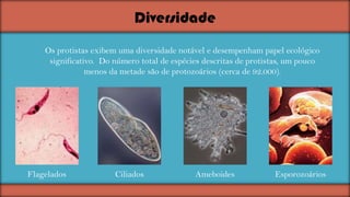 Diversidade
Os protistas exibem uma diversidade notável e desempenham papel ecológico
significativo. Do número total de espécies descritas de protistas, um pouco
menos da metade são de protozoários (cerca de 92.000).

Flagelados

Ciliados

Ameboides

Esporozoários

 
