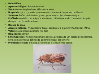 Balantidíase Agente etiológico:  Balantidium coli Vetor:  contaminação direta. Não possui vetor. Hospedeiro:  porco, cavalo, macaco e rato. Homem é hospedeiro acidental. Sintomas:  lesões no intestino grosso, provocando diarreia com sangue.  Profilaxia:  cuidado com a água e alimentos, cuidado para não contaminar lençois de água com fezes de animais. Doença do sono Agente etiológico:  Trypanosoma brucei gambiense  e  T. brucei rhodesiensis  (África) Vetor:  mosca  Glossina palpalis  (tsé-tsé) Hospedeiro:  homem Sintomas:  lesões no sistema nervoso central, provocando um estado de sonolência. Leva a uma contínua debilidade podendo chegar até a morte. Profilaxia:  combate à mosca, uso de telas e saneamento básico. 