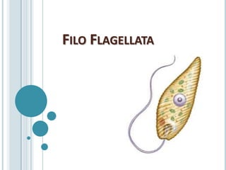 FILO FLAGELLATA
 