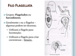 FILO FLAGELLATA

   Grupos: Flagelados ou
    Sarcodíneos;
   Geralmente 1 ou 2 flagelos –
    algumas podem ter dezenas;
       Utilizam o flagelo para
        locomoção;
       Utilizam o flagelo para criar
        correntezas – Sésseis;.
 