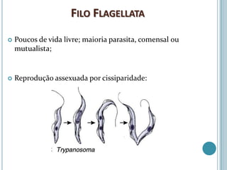 FILO FLAGELLATA
   Poucos de vida livre; maioria parasita, comensal ou
    mutualista;


   Reprodução assexuada por cissiparidade:
 