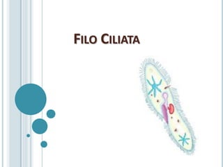 FILO CILIATA
 