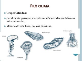 FILO CILIATA
   Grupo: Ciliados;
   Geralmente possuem mais de um núcleo: Macronúcleo e o
    micrononúcleo;
   Maioria de vida livre, poucos parasitas.
 