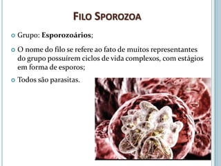 FILO SPOROZOA
   Grupo: Esporozoários;
   O nome do filo se refere ao fato de muitos representantes
    do grupo possuírem ciclos de vida complexos, com estágios
    em forma de esporos;
   Todos são parasitas.
 