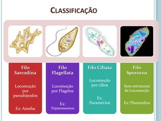 CLASSIFICAÇÃO




   Filo          Filo         Filo Ciliata      Filo
Sarcodina     Flagellata                      Sporozoa
                              Locomoção
 Locomoção    Locomoção        por cílios    Sem estruturas
    por       por Flagelos                   de Locomoção
pseudópodos
                                  Ex:
                  Ex:         Paramécios     Ex: Plasmódios
 Ex: Ameba    Tripanossomos
 