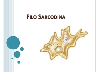 FILO SARCODINA
 
