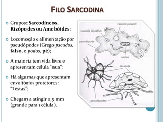 FILO SARCODINA
   Grupos: Sarcodíneos,
    Rizópodes ou Amebóides;

   Locomoção e alimentação por
    pseudópodes (Grego pseudos,
    falso, e podos, pé);

   A maioria tem vida livre e
    apresentam célula “nua”;

   Há algumas que apresentam
    envoltórios protetores:
    “Testas”;

   Chegam a atingir 0,5 mm
    (grande para 1 célula).
 