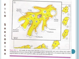 F
I
L
O


S
A
R
C
O
D
I
N
A
 