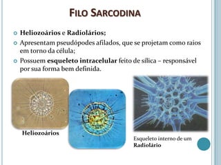 FILO SARCODINA
   Heliozoários e Radiolários;
   Apresentam pseudópodes afilados, que se projetam como raios
    em torno da célula;
   Possuem esqueleto intracelular feito de sílica – responsável
    por sua forma bem definida.




    Heliozoários
                                         Esqueleto interno de um
                                         Radiolário
 