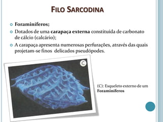 FILO SARCODINA
   Foraminíferos;
   Dotados de uma carapaça externa constituída de carbonato
    de cálcio (calcário);
   A carapaça apresenta numerosas perfurações, através das quais
    projetam-se finos delicados pseudópodes.




                                         (C): Esqueleto externo de um
                                         Foraminíferos
 