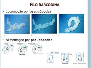 FILO SARCODINA
 