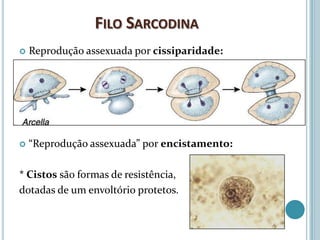 FILO SARCODINA
   Reprodução assexuada por cissiparidade:




   “Reprodução assexuada” por encistamento:

* Cistos são formas de resistência,
dotadas de um envoltório protetos.
 