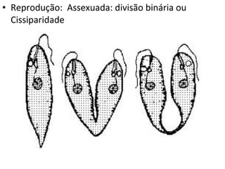 • Reprodução: Assexuada: divisão binária ou
  Cissiparidade
 