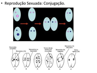 • Reprodução Sexuada: Conjugação.
 